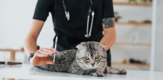 The Cost of Cat & Kitten Vaccinations in Canada In 2023