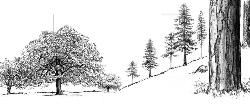 Pencil illustration of a forest with oak and pine trees