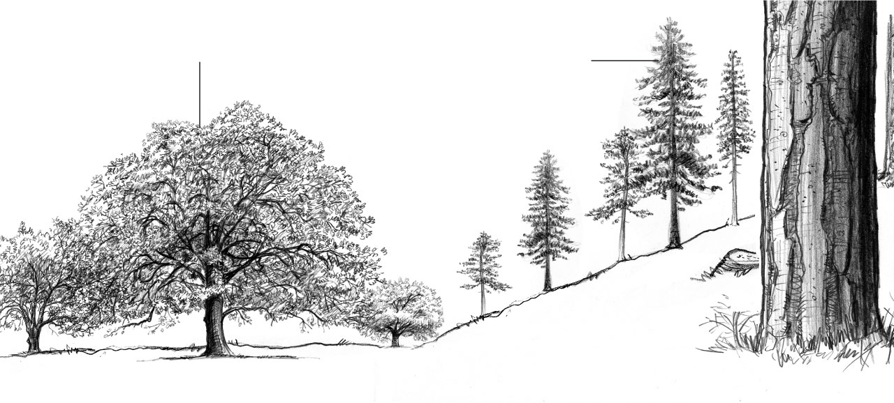 Pencil illustration of a forest with oak and pine trees