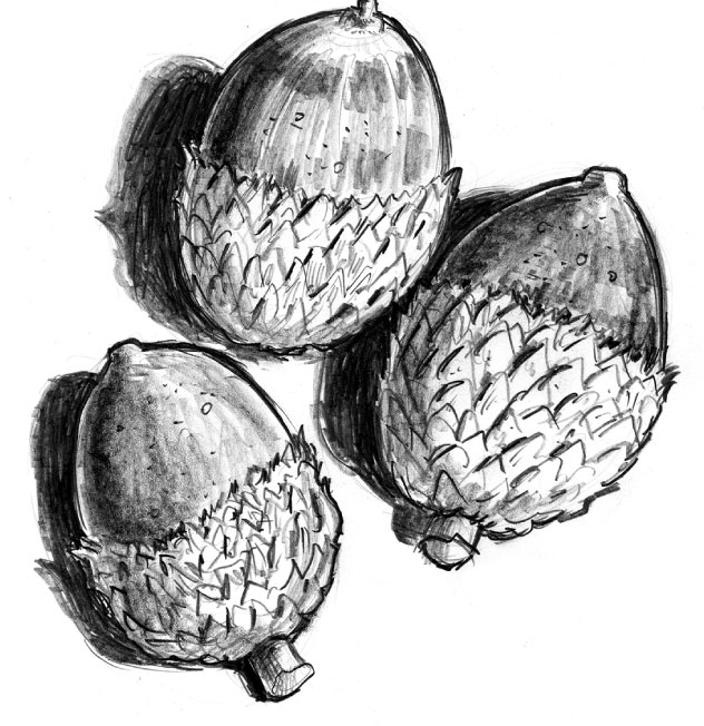 Pencil illustration of three oak acorns