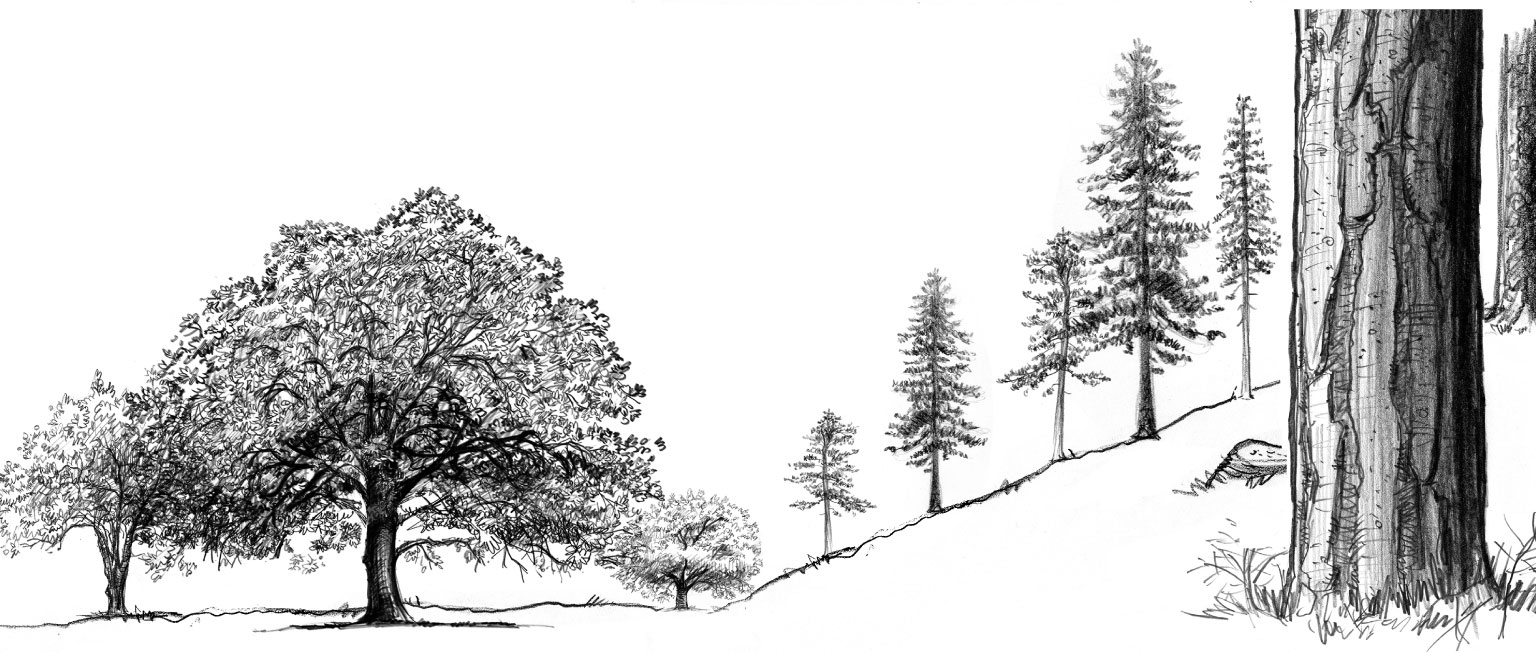 Illustration of a parklike forest with space between the trees free of debris.