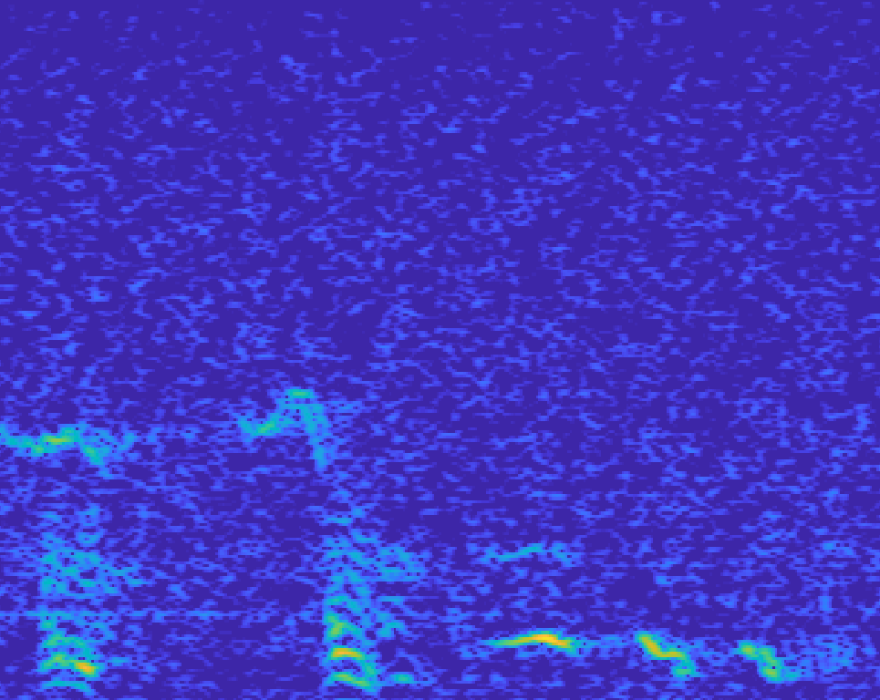 A spectrogram visualization shows bright squiggly lines representing the distant calls of humback whales