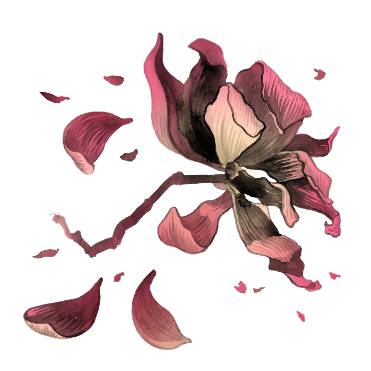 Illustration of a pink, wilting lotus flower with falling petals.